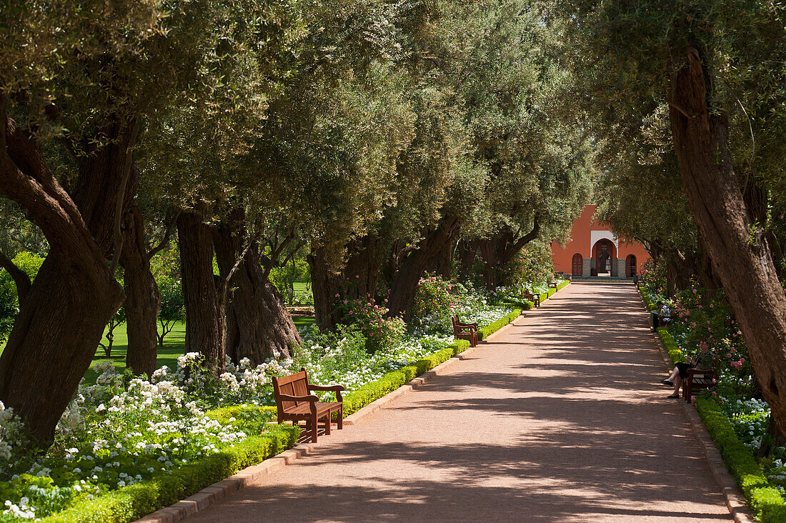 Marokko, Mit Olivenbäumen und Rosensträuchern gesäumter Weg in den Gärten des La Mamounia Hotels; Marrakesch