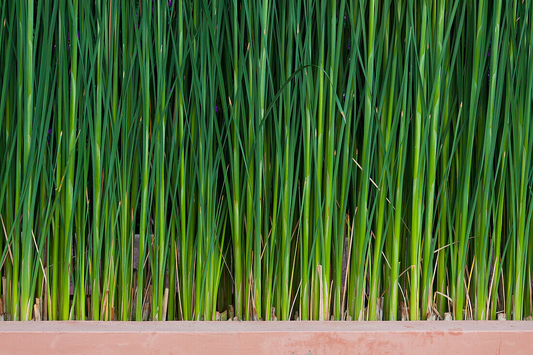 Morocco, Close-up view of grass; Marrakech