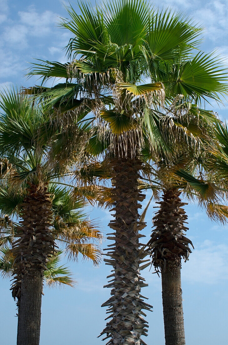 Italy, Marche, Palm trees; Porto Sant' Elpidio