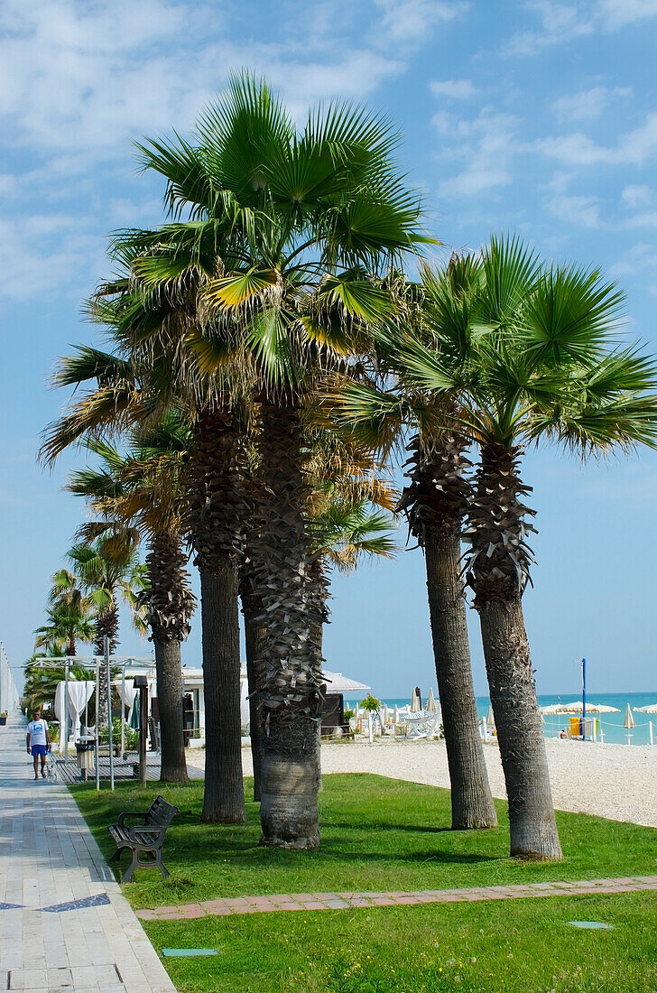 Italy, Marche, palm trees and sea; Porto Sant' Elpidio, White pebble beach with grass