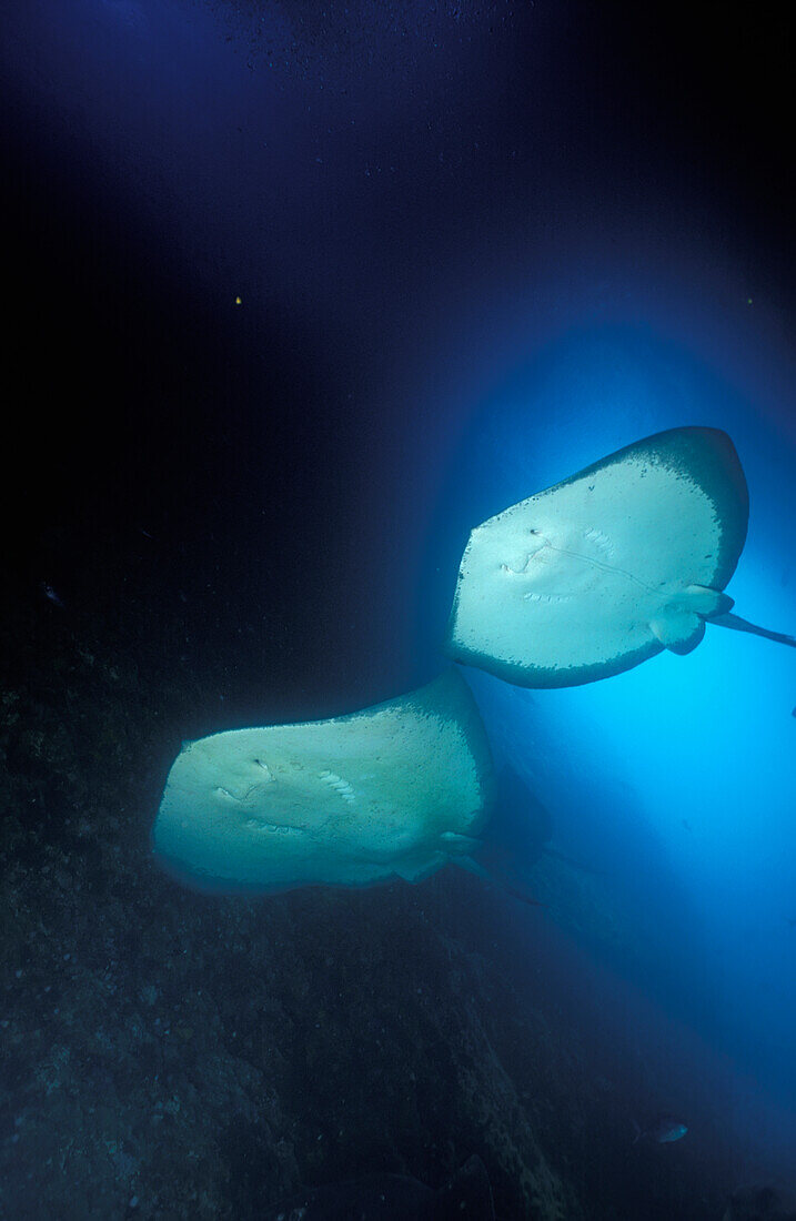 Two Rays Swimming Underwater