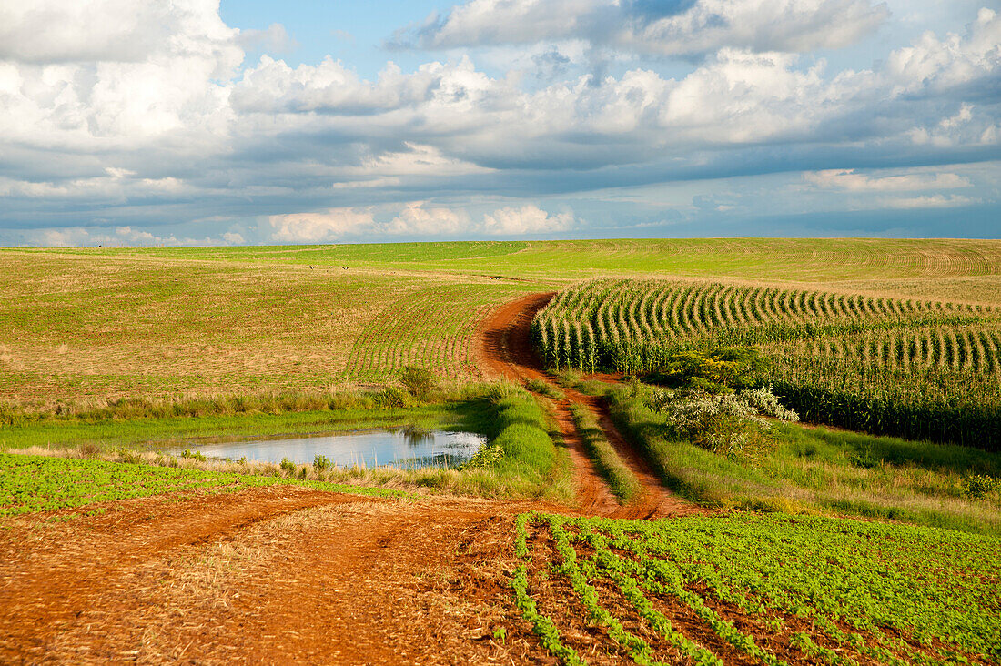 Soja- und Maisfelder in Santa Barbara Do Sul, Rio Grande Do Sul, Brasilien