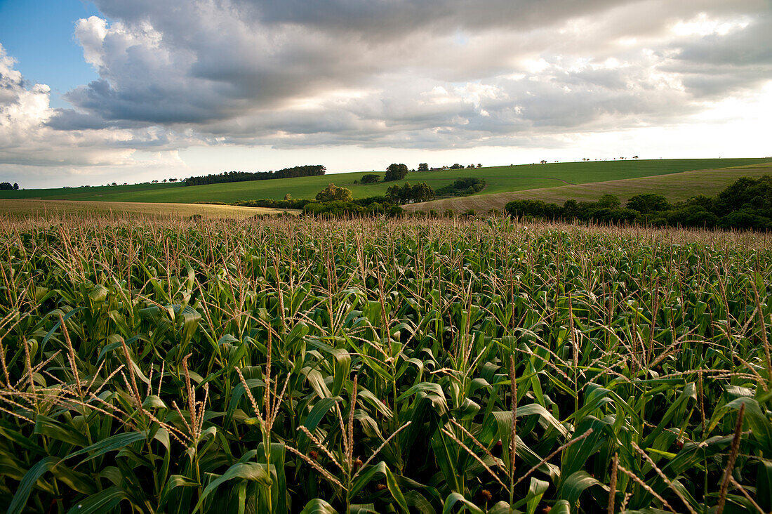 Corn Fields In Santa Barbara Do Sul, Rio Grande Do Sul, Brazil