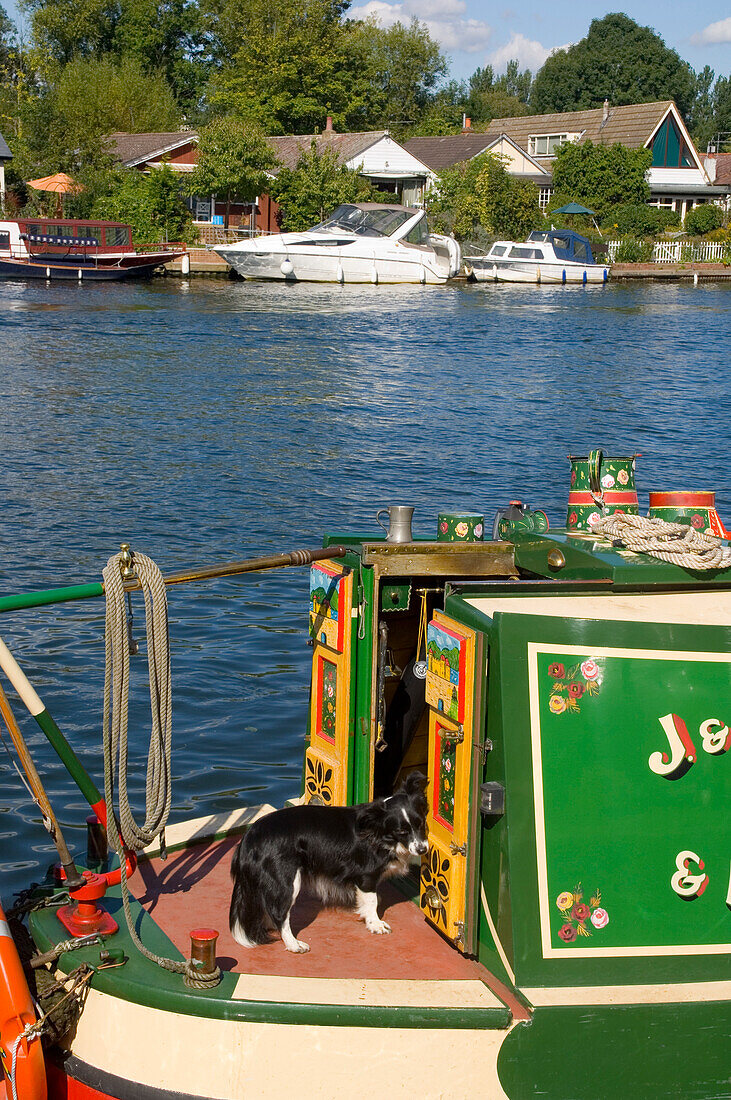 Europe, Uk, England, Walton On Thames Ships Dog On Narrow Boat