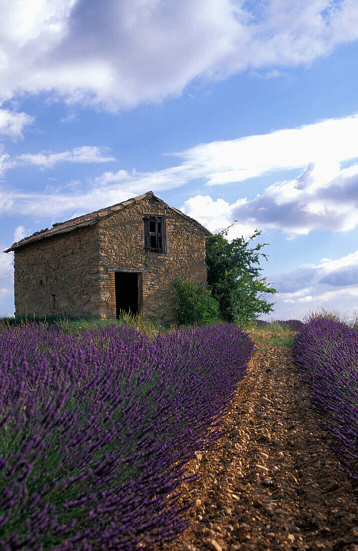 Frankreich, Provence.