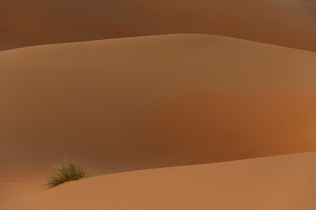 UAE, Abu Dhabi, Detail of tuft of grass in sand dunes at dusk; Liwa