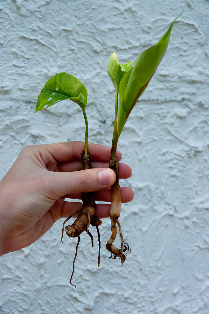 Heliconia Root 2008