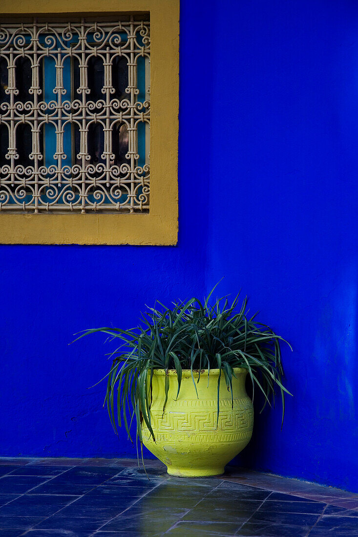 Blaue Wand mit Pflanzen und dekorativem Schirm in einem Fenster, Majorelle Gärten; Marrakesch, Marokko