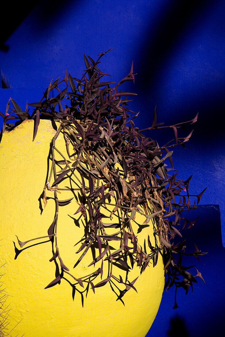 Yellow Pot With Plant, Majorelle Gardens; Marrakesh, Morocco