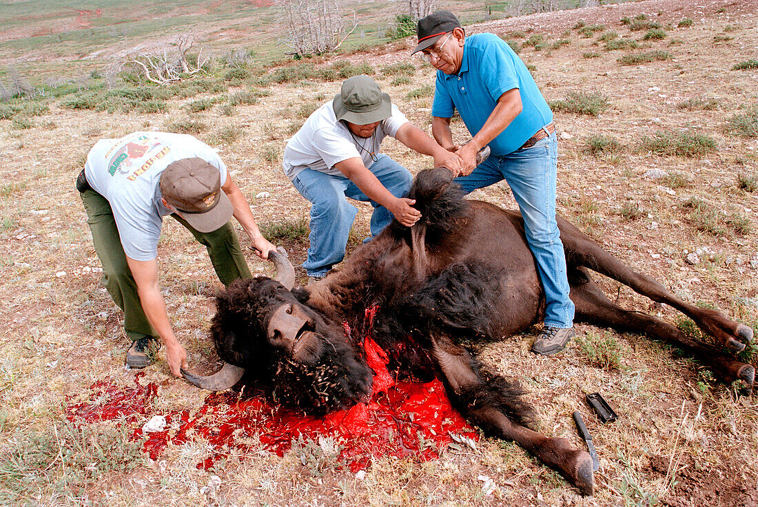 Crow-Indianer töten und schlachten einen Bison, um die Eröffnung eines neuen Flügels des Little Big Horn College in der Crow Agency zu feiern. Die Crow haben eine enge Beziehung zu den Wisenten, die zu den bedrohten Tierarten gehören. Die Crow halten eine Herde von Bisons in einem bestimmten Gehege auf einem Plateau auf dem Gipfel der Pryor Mountains, die sie zu großen gesellschaftlichen Ereignissen oder religiösen Handlungen jagen. Die Crow (Apsaaloke, Apsaroke oder Absaroke) leben im Crow-Reservat (Montana, USA).