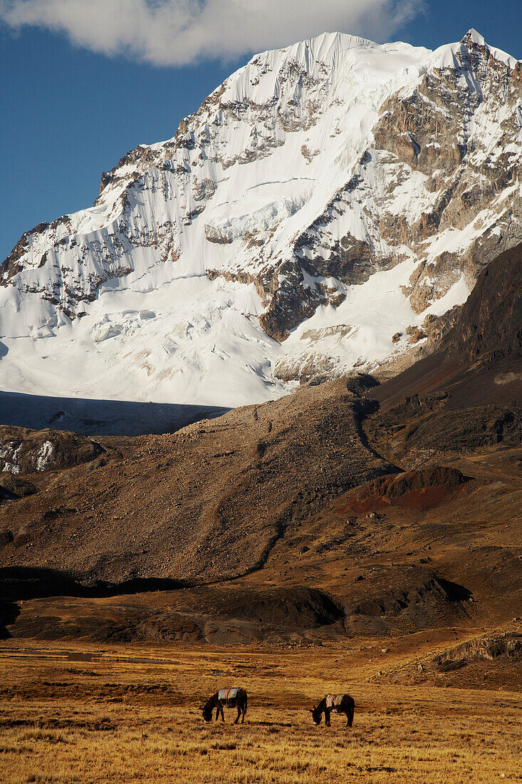 Donkeys Grazing With Peak Of Huayna Potosi Behind; Cordillera Real, Bolivia