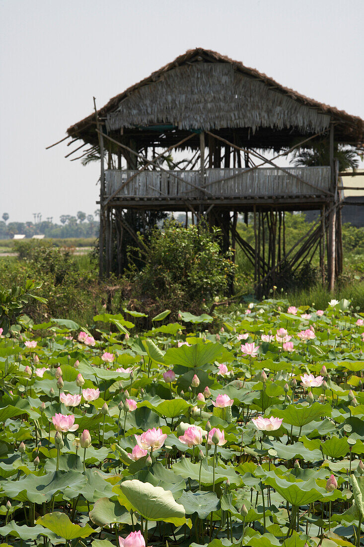 Lotus flower field Siem Reap Cambodia Cambodia