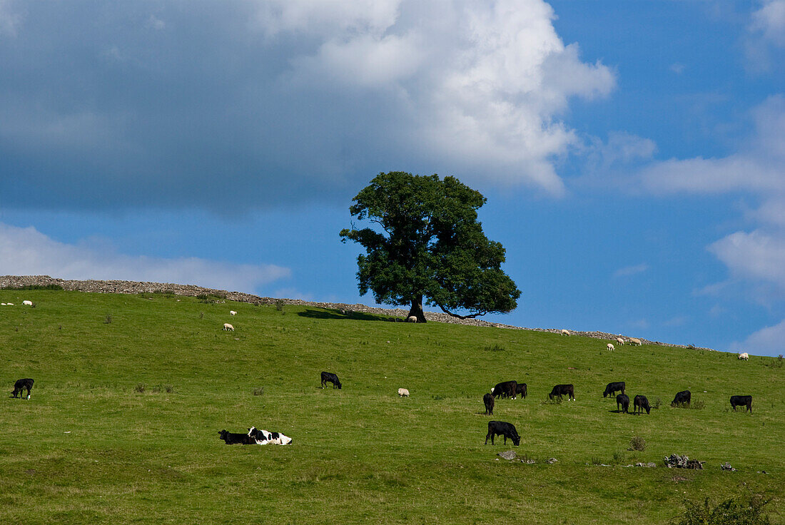 Uk, England, Cumbria, Kirkby Lonsdale Landscape