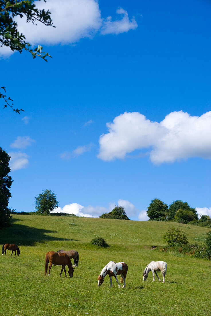 UK Surrey Claygate Telegraph Hill