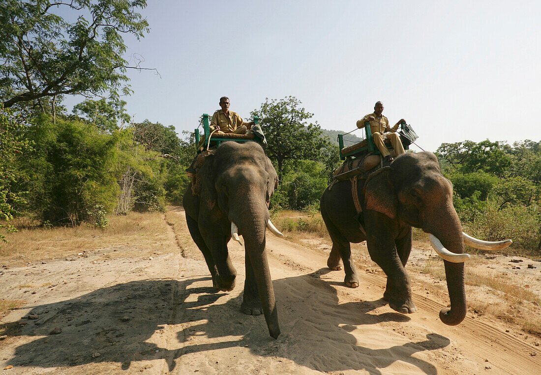 ELEPHANT SAFARI IN BANDHAVGARH PARK MADHYA PRADESH INDIA