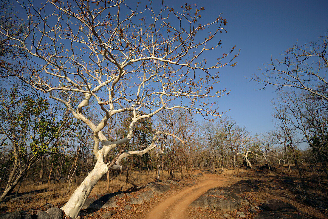 Auf einer Jeep-Safari zurückgelegte Strecke, Pench National Park; Madhya Pradesh, Indien