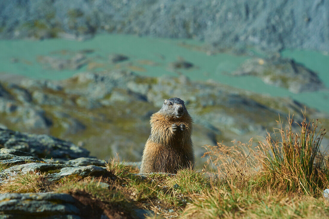 Portrait of an alpine marmot (Marmota marmota) standing on a grassy mountainside at Grossglockner (Großglockner); High Tauern National Park, Austria