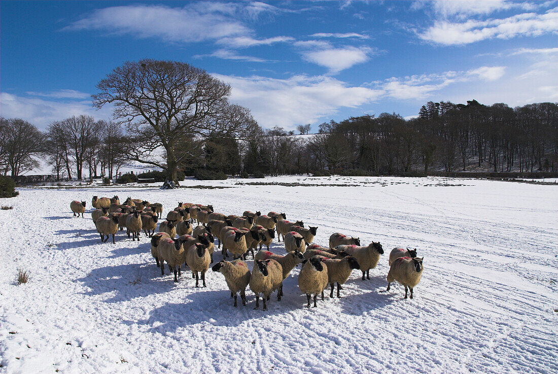 Großbritannien, Wales, Powys, Schafe in winterlicher Landschaft