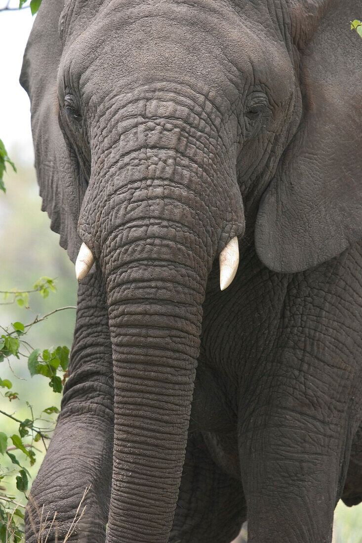 Elefanten im Okavango-Delta Botswana
