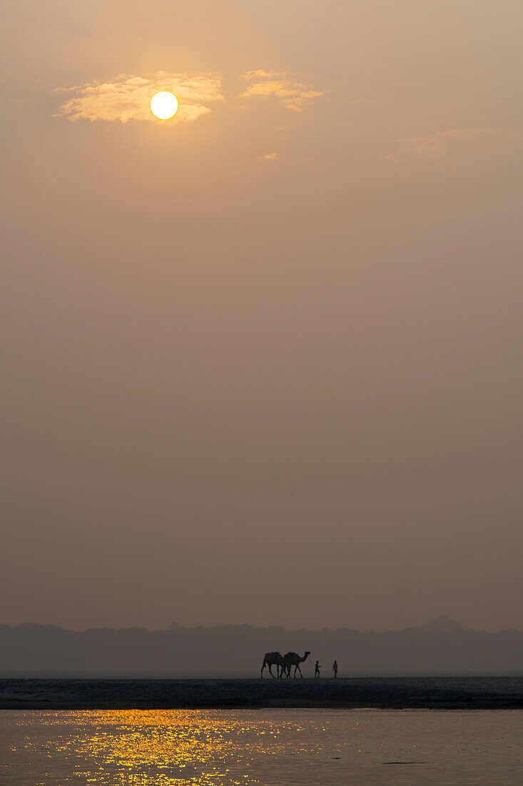 Kamele (Camelus) und Menschen auf einer Sandbank in der Morgendämmerung; Varanasi, Uttar Pradesh, Indien