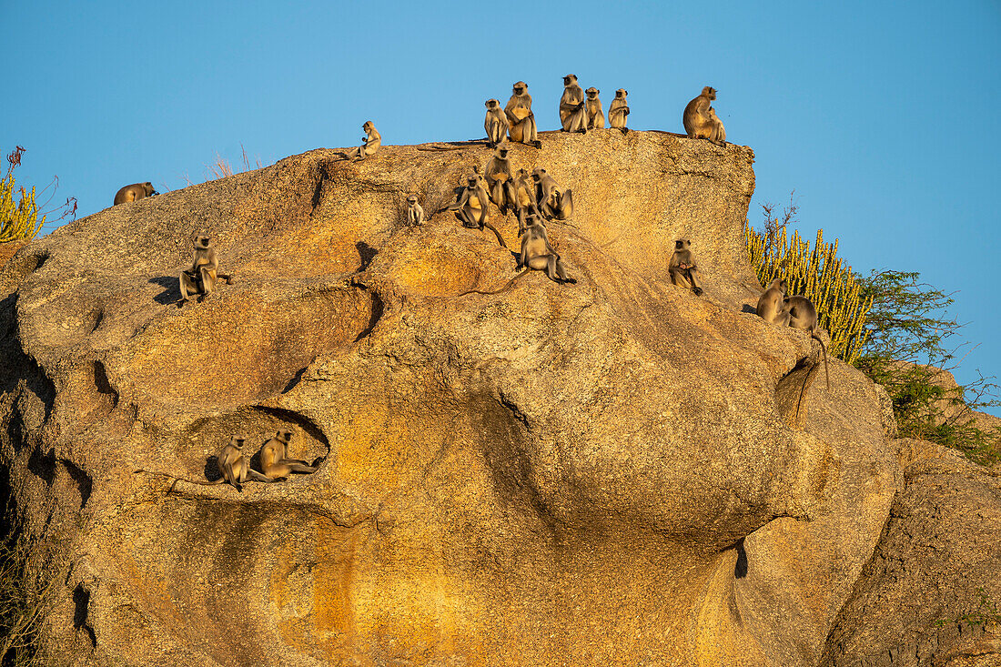 Eine Gruppe von Langurenaffen (Semnopithecus) sitzt auf einem großen Felsen in den Aravali Hills in der Pali-Ebene von Rajasthan; Rajasthan, Indien