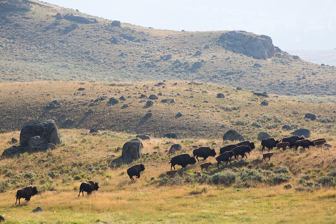 Eine Herde amerikanischer Bisons läuft durch das Gras im Lamar Valley; Yellowstone National Park, Wyoming, Vereinigte Staaten von Amerika