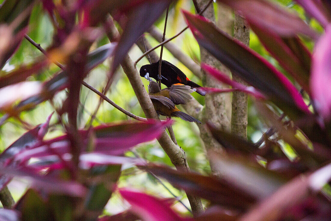 A female black cheeked ant tanager is fed by a cherrie's tanager in the tropical botanical gardens at Casa Orquideas.; Costa Rica