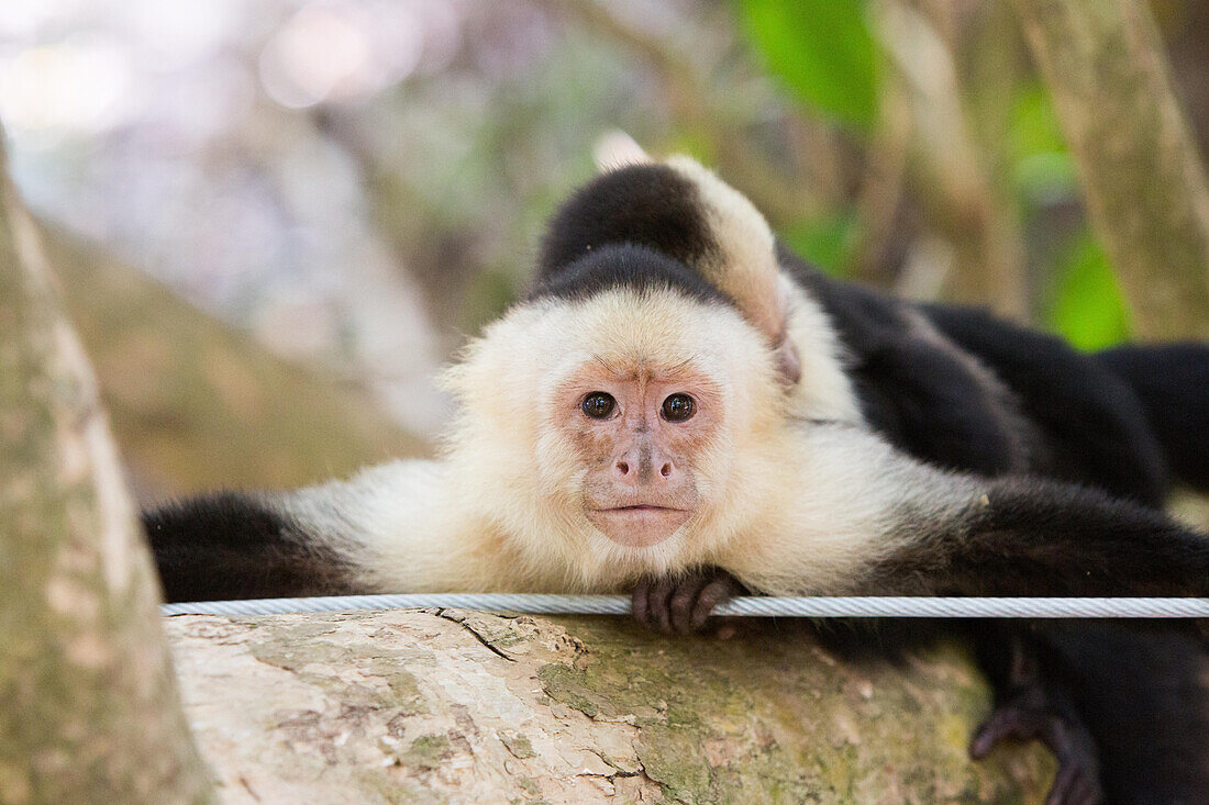 Im Manuel-Antonio-Nationalpark ruht sich ein Weißgesichts-Kapuzineräffchen auf einem Baum aus, während sein Baby auf seinem Rücken schläft; Manuel-Antonio-Nationalpark, Costa Rica