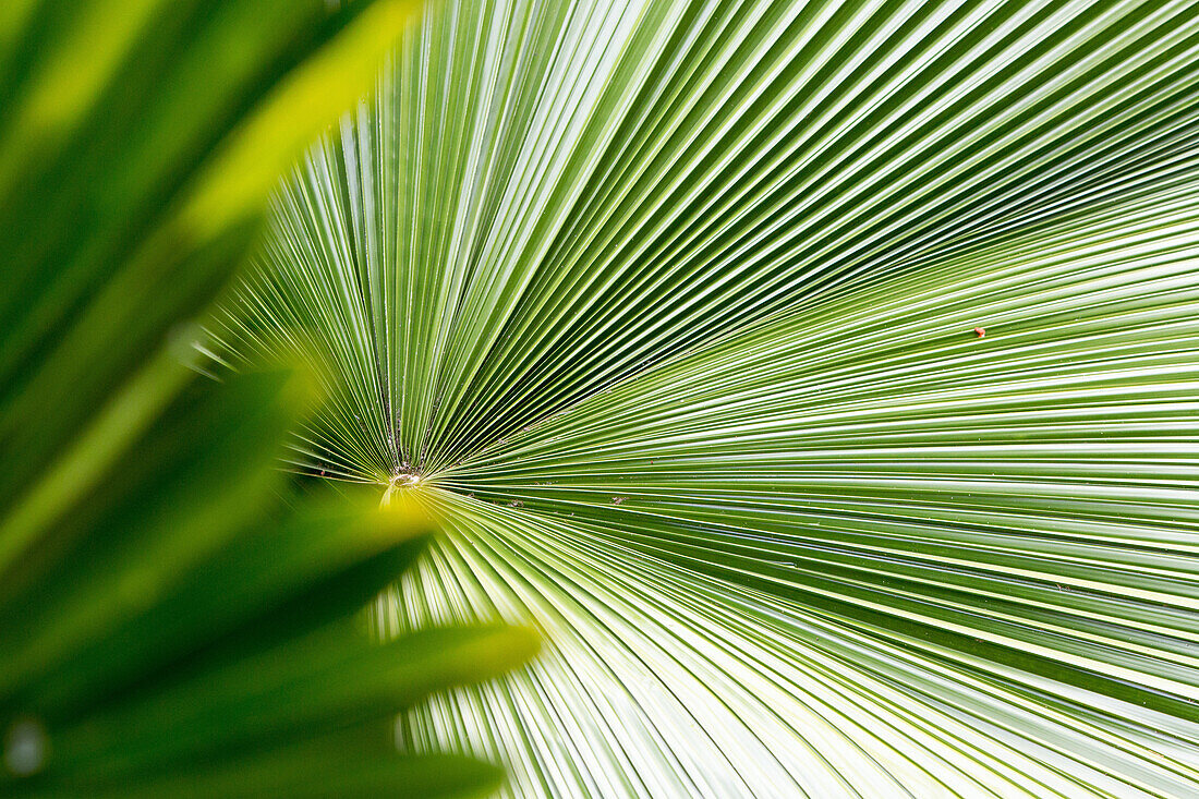 A detail of palm fronds in the tropical botanical gardens of Casa Orquideas.; Costa Rica