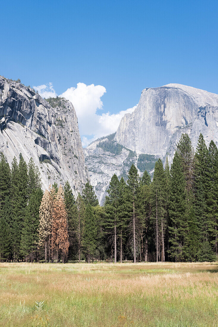 Blick auf den Half Dome und den Yosemite National Park von der El Capitan Meadow; Yosemite National Park, Kalifornien, Vereinigte Staaten von Amerika