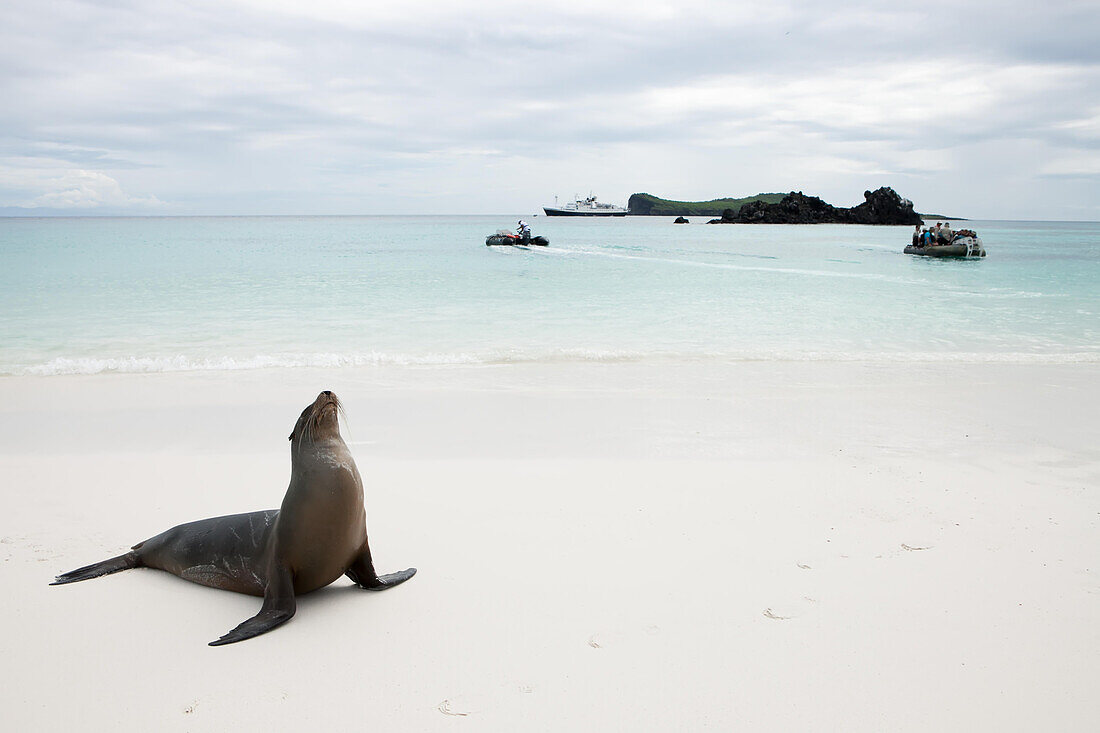 A sea lion on a Galapagos Island beach as expedition passengers come ashore in boats.; Pacific Ocean, Galapagos Islands, Ecuador