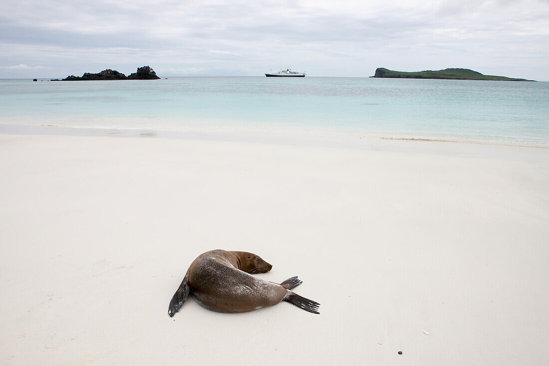Ein Seelöwe schläft an einem Strand. In der Ferne ankert ein touristisches Expeditionsschiff; Pazifischer Ozean, Galapagos-Inseln, Ecuador
