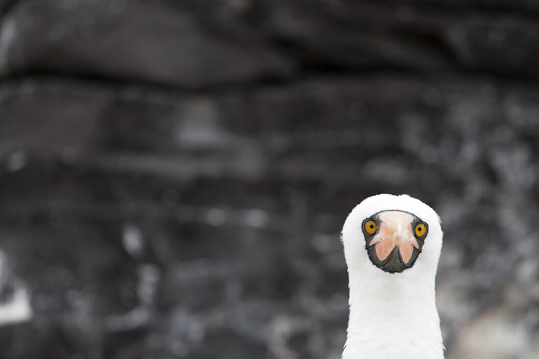 Humorvolles Porträt eines Nazca-Tölpels, Sula granti, der direkt in die Kamera schaut; Pazifischer Ozean, Galapagos-Inseln, Ecuador