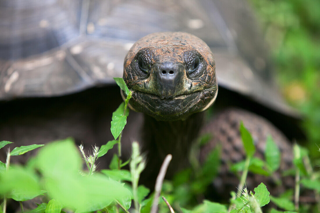 Close up portrait of a giant Galapagos tortoise, eating.; Galapagos Islands, Ecuador