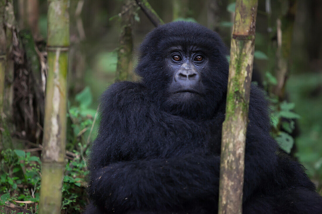 An adolescent mountain gorilla, Gorilla gorilla beringei, rests in the forest of bamboo.; Parc des Volcans, Rwanda