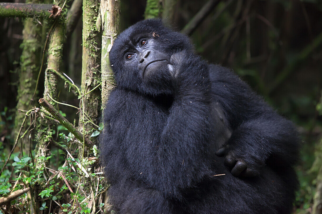 Ein erwachsener Berggorilla, Gorilla gorilla beringei, ruht sich im Wald aus; Parc des Volcans, Ruanda