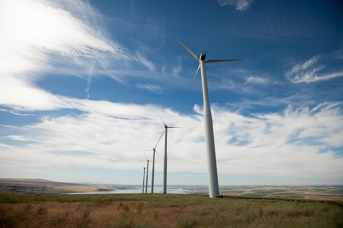 On a farm by the Columbia River, windmill turbines cover the landscape near Spring Gulch, Touchet and Walla Walla.; Walla Walla, Washington