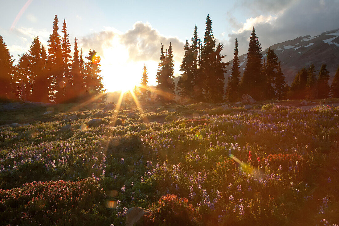 Wildblumen bedecken eine Landschaft am Mount Rainier, während die Sonne hinter immergrünen Bäumen untergeht; Mount Rainier National Park, Washington