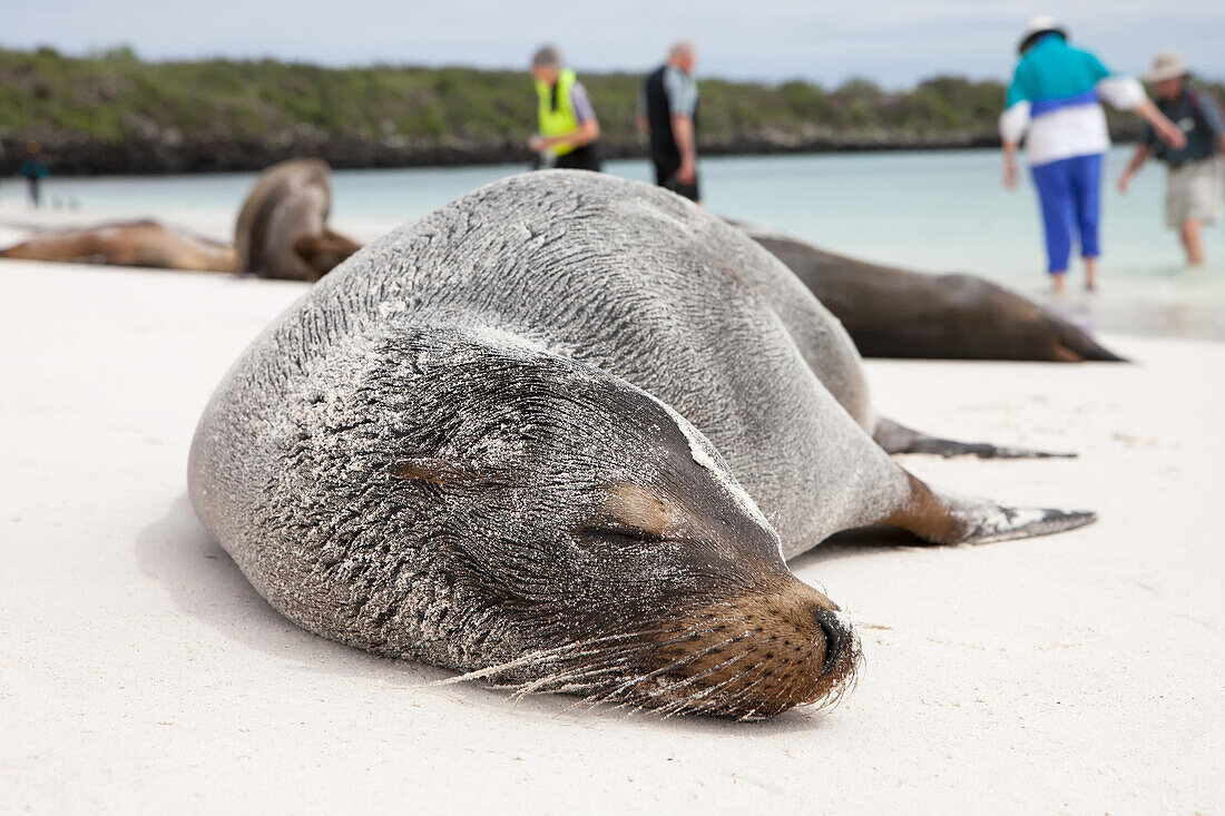 Ein Seelöwe schläft am Strand, während Touristen die Umgebung erkunden; Pazifischer Ozean, Galapagos-Inseln, Ecuador