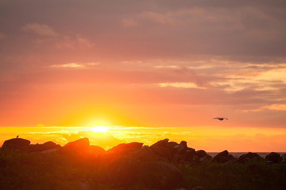 A silhouetted bird in flight over a rocky coast at sunset.; Pacific Ocean, Galapagos Islands, Ecuador