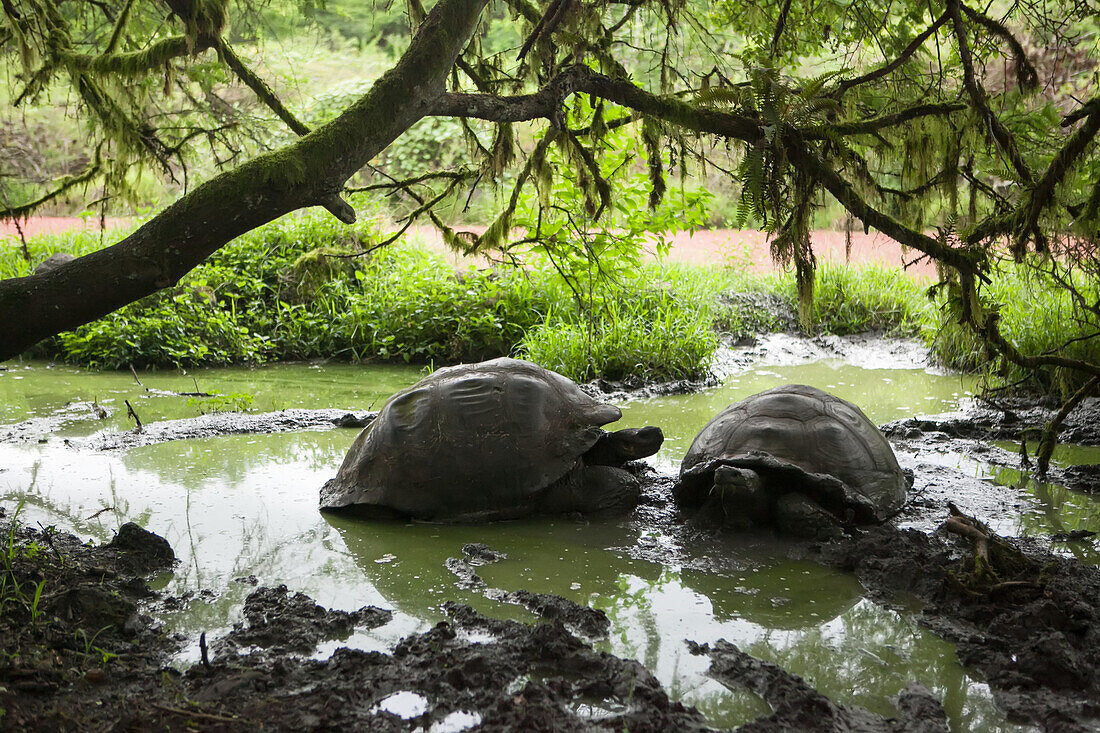 Zwei Galapagos-Riesenschildkröten ruhen sich in Schlamm und Wasser unter einem Baum aus; Galapagos Inseln, Ecuador
