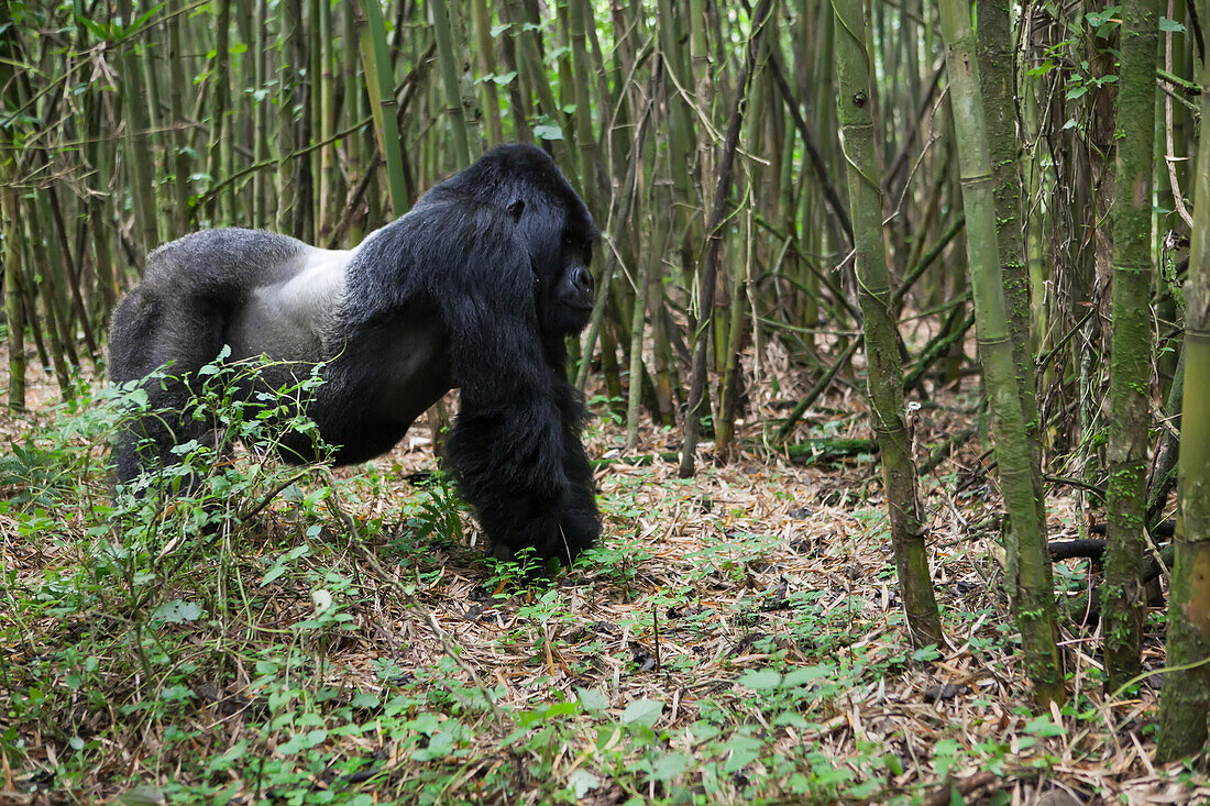 A male silverback mountain gorilla, Gorilla gorilla beringei, on all four legs in a bamboo forest.; Parc des Volcans, Rwanda