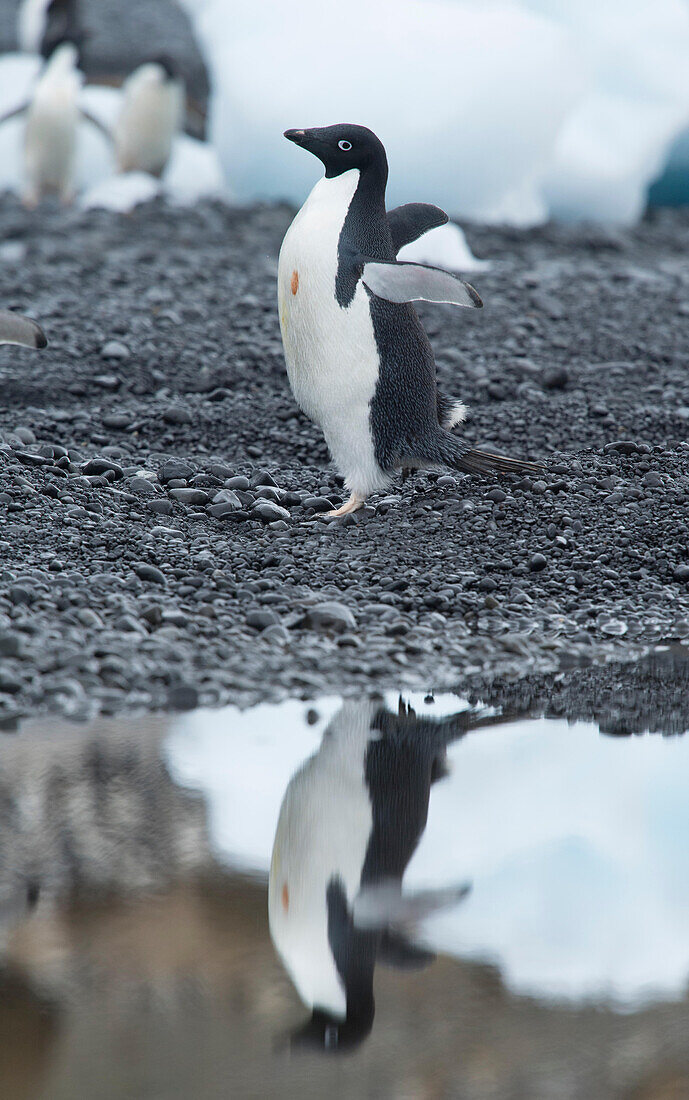 An Adelie penguin walks along the shoreline casting a reflection in the water at Brown Bluff, Antarctica.