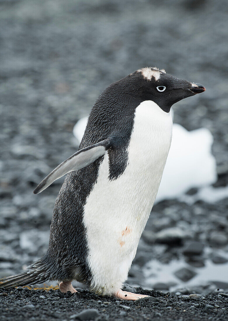 Ein Adeliepinguin steht an der Küste von Brown Bluff, Antarktis, in der Spätphase der Mauser, mit sichtbaren Federn auf dem Kopf.