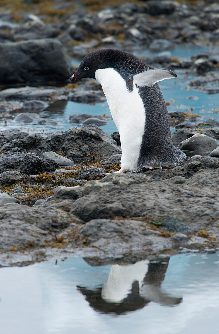 Ein Adeliepinguin spaziert an der Küste entlang und wirft eine Spiegelung ins Wasser bei Brown Bluff, Antarktis.