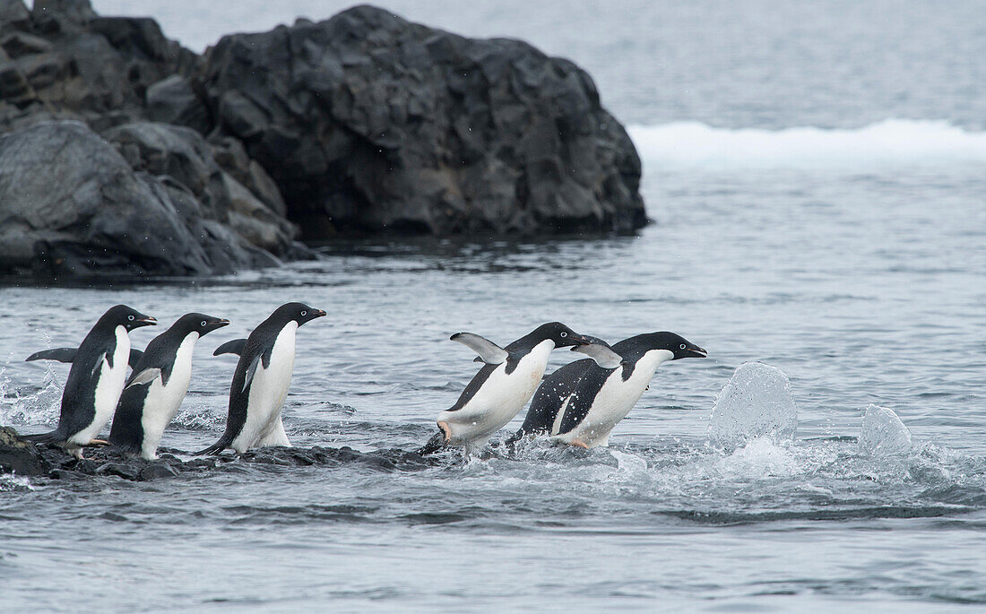 Eine Gruppe von Adeliepinguinen springt in den Ozean bei Brown Bluff, Antarktis.
