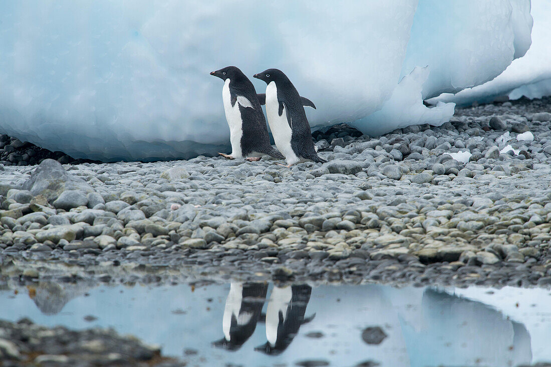 Two Adelie penguins walks along the shoreline casting a reflection in the water at Brown Bluff, Antarctica.