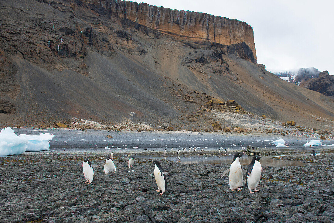 A group of Adelie penguins walk along the rocky shoreline at Brown Bluff, Antarctica.