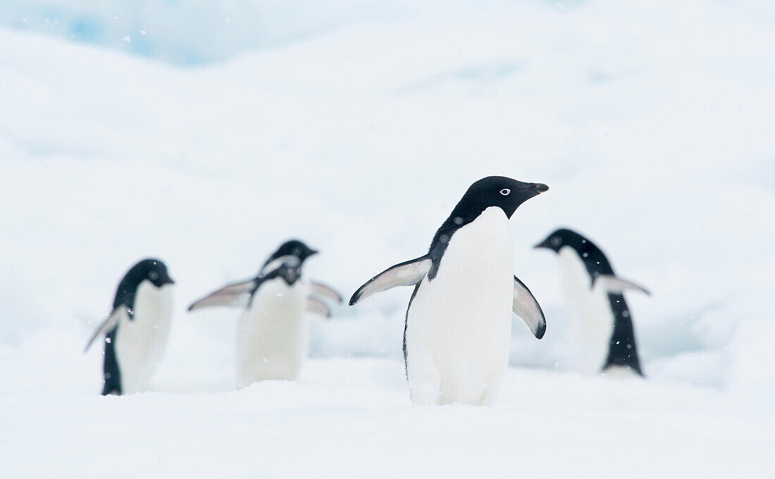 Eine Gruppe von Adeliepinguinen spaziert an der Spitze eines Eisbergs in der Antarktis entlang.