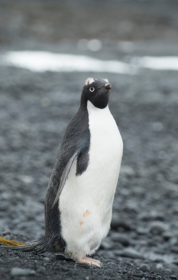 An Adelie penguin stands along the shoreline at Brown Bluff, Antarctica in the late stages of molting, with visible feathers on the top of its head.